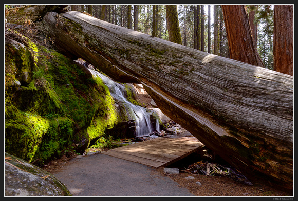 May 2016 Western Trip - Sequoia Natl Park - 40