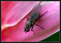 A Fly in Three Views - 03