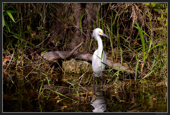 Everglades Natl Park Florida Area - Jan 2017 - 14