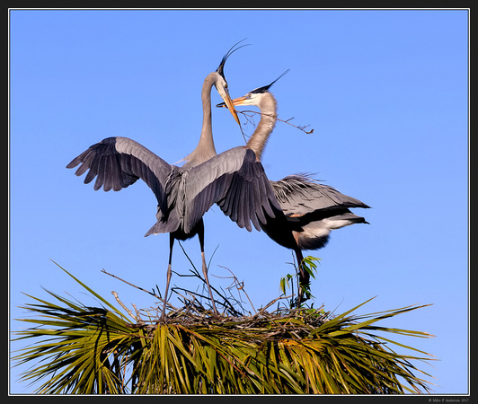 Ritch Grissom Wetlands Florida - Jan 2017 - 05