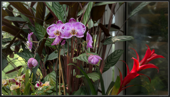 Book 136 - Phipps Conservatory and Botanical Gardens - Pittsburgh PA - June 2023 -76