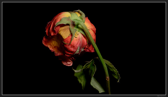 Still Life - Dying Flower - 02-22-19 - 02