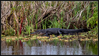 Lake Apopka Fl Wildlife Dr - Jan 2024 - 06