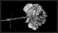Still Life - Flower - 02-22-19 - 03_bak