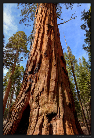 May 2016 Western Trip - Sequoia Natl Park - 43