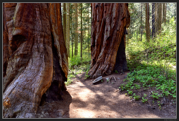 May 2016 Western Trip - Sequoia Natl Park - 07