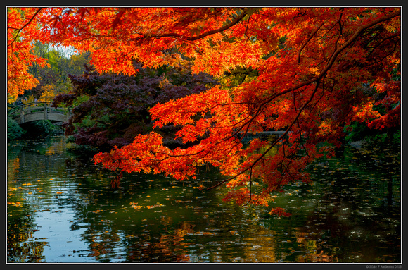 Fort Worth Japanese Gardens - November 2013 - 05
