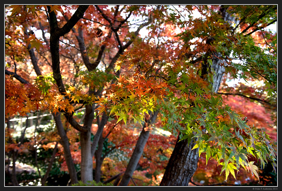 Fort Worth Japanese Gardens - Nov 2014 - 03