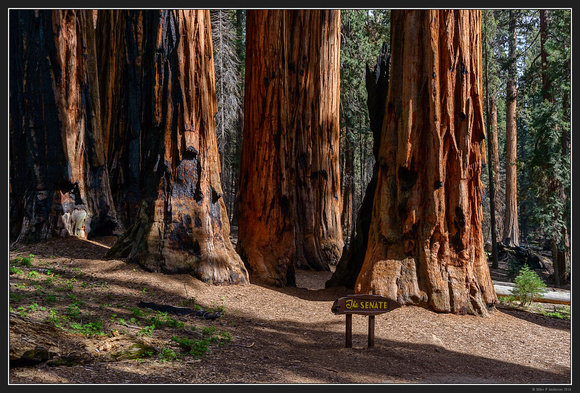 May 2016 Western Trip - Sequoia Natl Park - 50
