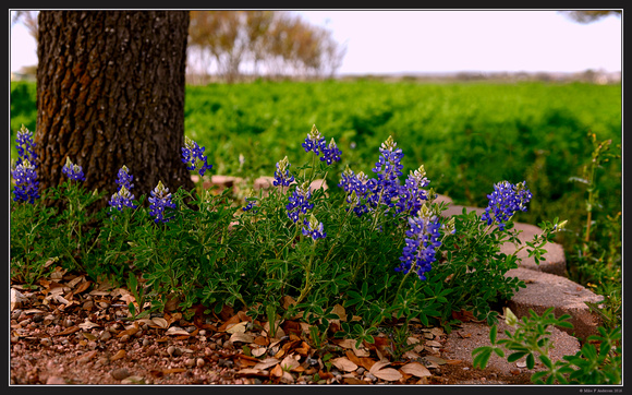 Texas Hill Country - March 2016 - 03