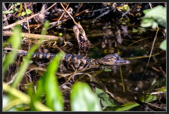 Everglades Natl Park Florida Area - Jan 2017 - 25