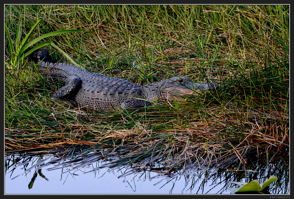 Everglades Natl Park Florida Area - Jan 2017 - 29