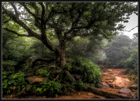 Craggy Gardens in Fog - June 2024 - 21