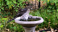 Hawk in our bird bath - August 4 2018 - 04