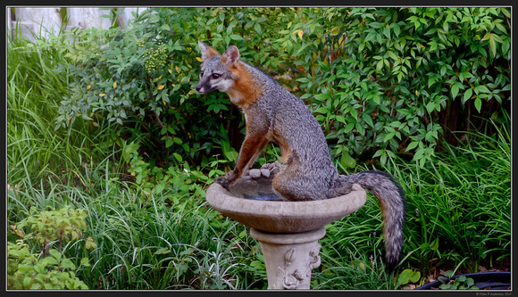 Fox in our Yard - July 2019 - 09