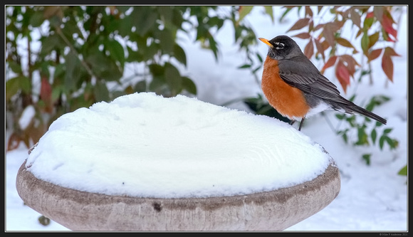 Winter Birds - Feb 2021 - 01