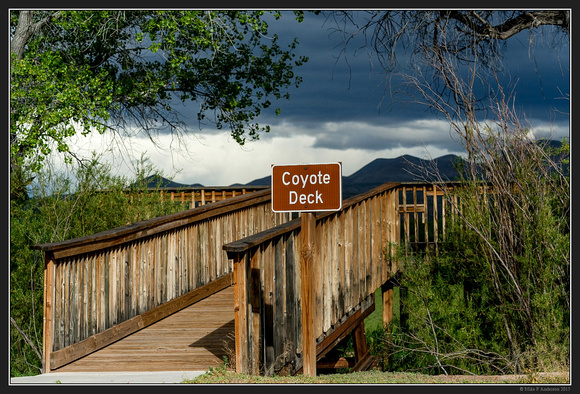 Bosque Del Apache Wildlife Refuge, New Mexico - May 2015 - 18