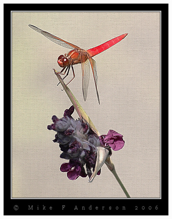 Red Dragonfly_Canvas 03_BP